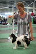 Selection of photographs taken at FCI World Dog Show 2008 in Stockholm.