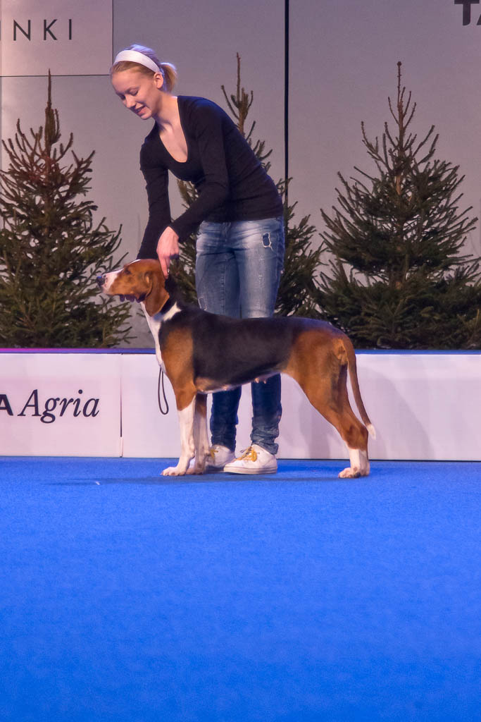 Selected photographs taken from BIG/BIS final ring at Helsinki International Winner Dog Show